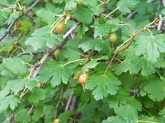 Ribes pinetorum