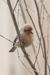Haemorhous mexicanus