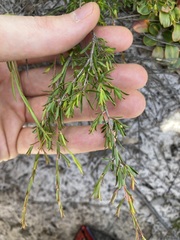 Pseudanthus orientalis