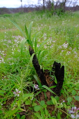 Xerophyta retinervis