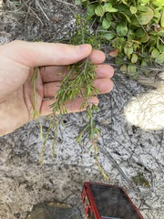 Pseudanthus orientalis