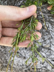 Pseudanthus orientalis