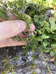 Pseudanthus orientalis