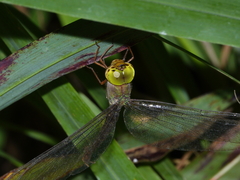 Gynacantha rosenbergi