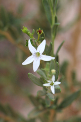 Cyphanthera racemosa