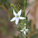 Coastal Ray Flower - Photo (c) Pete Woodall, some rights reserved (CC BY-NC), uploaded by Pete Woodall