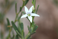 Cyphanthera racemosa