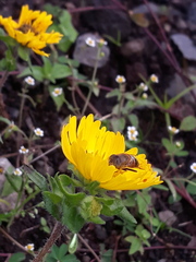 Eristalinus taeniops