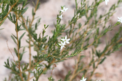 Cyphanthera racemosa