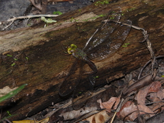Gynacantha rosenbergi