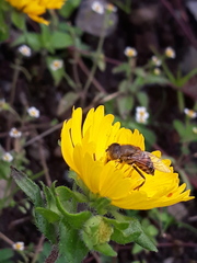 Eristalinus taeniops