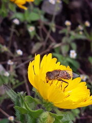 Eristalinus taeniops
