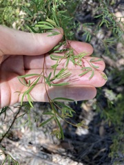 Gompholobium virgatum