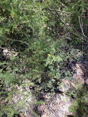 Gompholobium virgatum