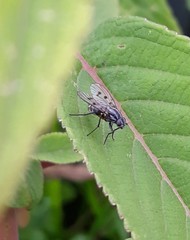 Anthomyia