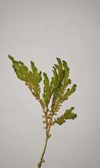 Selaginella pallescens