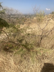 Erythrostemon gilliesii