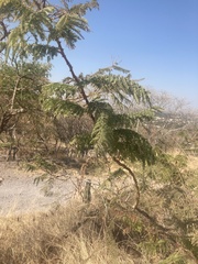Erythrostemon gilliesii