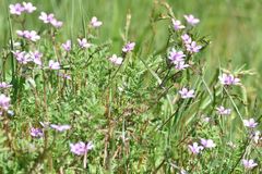 Erodium cicutarium cicutarium