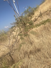 Erythrostemon gilliesii
