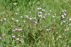 Erodium cicutarium cicutarium