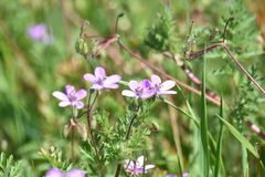 Erodium cicutarium cicutarium