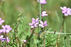 Erodium cicutarium cicutarium