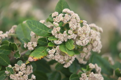 Spyridium globulosum