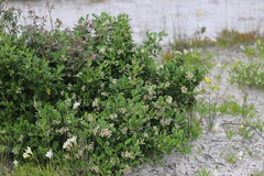 Spyridium globulosum