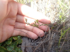 Pseudanthus orientalis