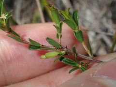 Pseudanthus orientalis
