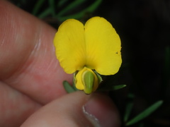 Gompholobium virgatum