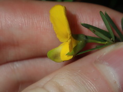 Gompholobium virgatum