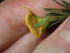 Gompholobium virgatum
