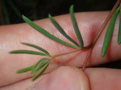 Gompholobium virgatum