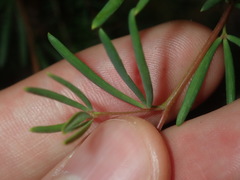 Gompholobium virgatum