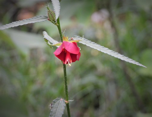 Pentapetes phoenicea, photograph 1
