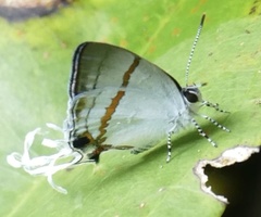 Hypolycaena
