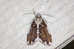 Pseudoadites frigida