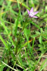 Gentianella austriaca