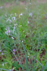 Chlorophytum galpinii