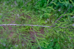 Asparagus buchananii