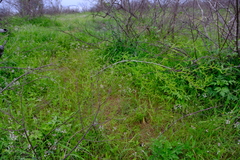 Asparagus buchananii