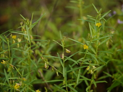 Polygala elongata