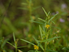 Polygala elongata
