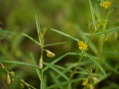 Polygala elongata