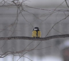 Parus major