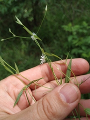 Stellaria hebecalyx