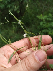 Stellaria hebecalyx