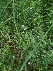 Stellaria hebecalyx